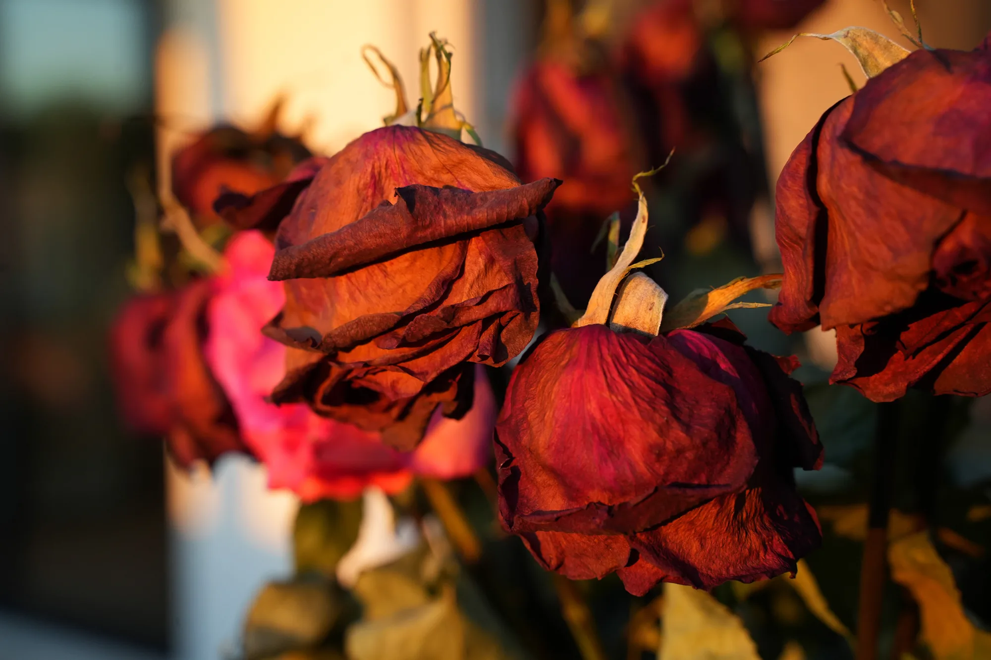 Beauty and Decay