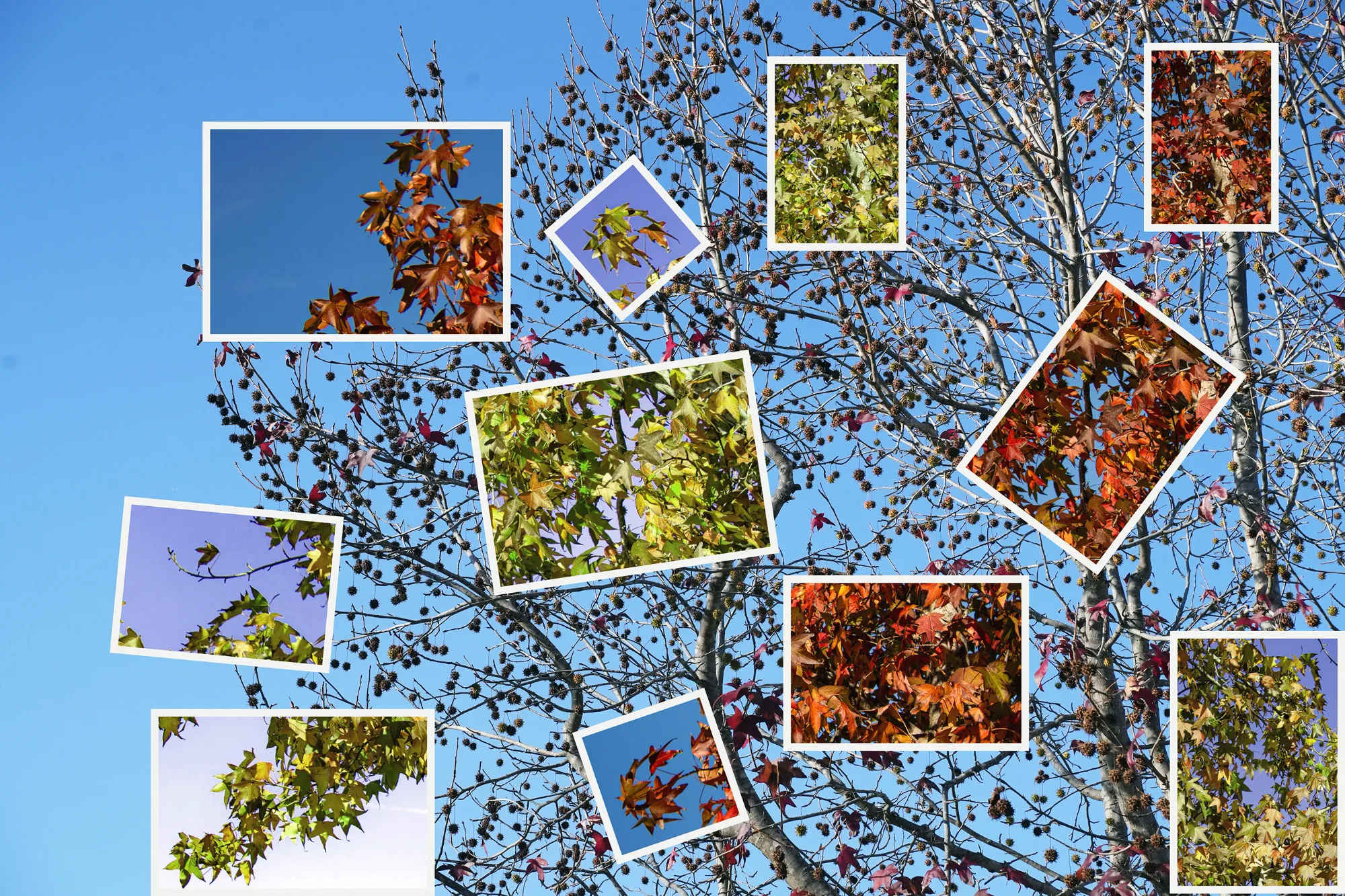 Seasons in Pieces