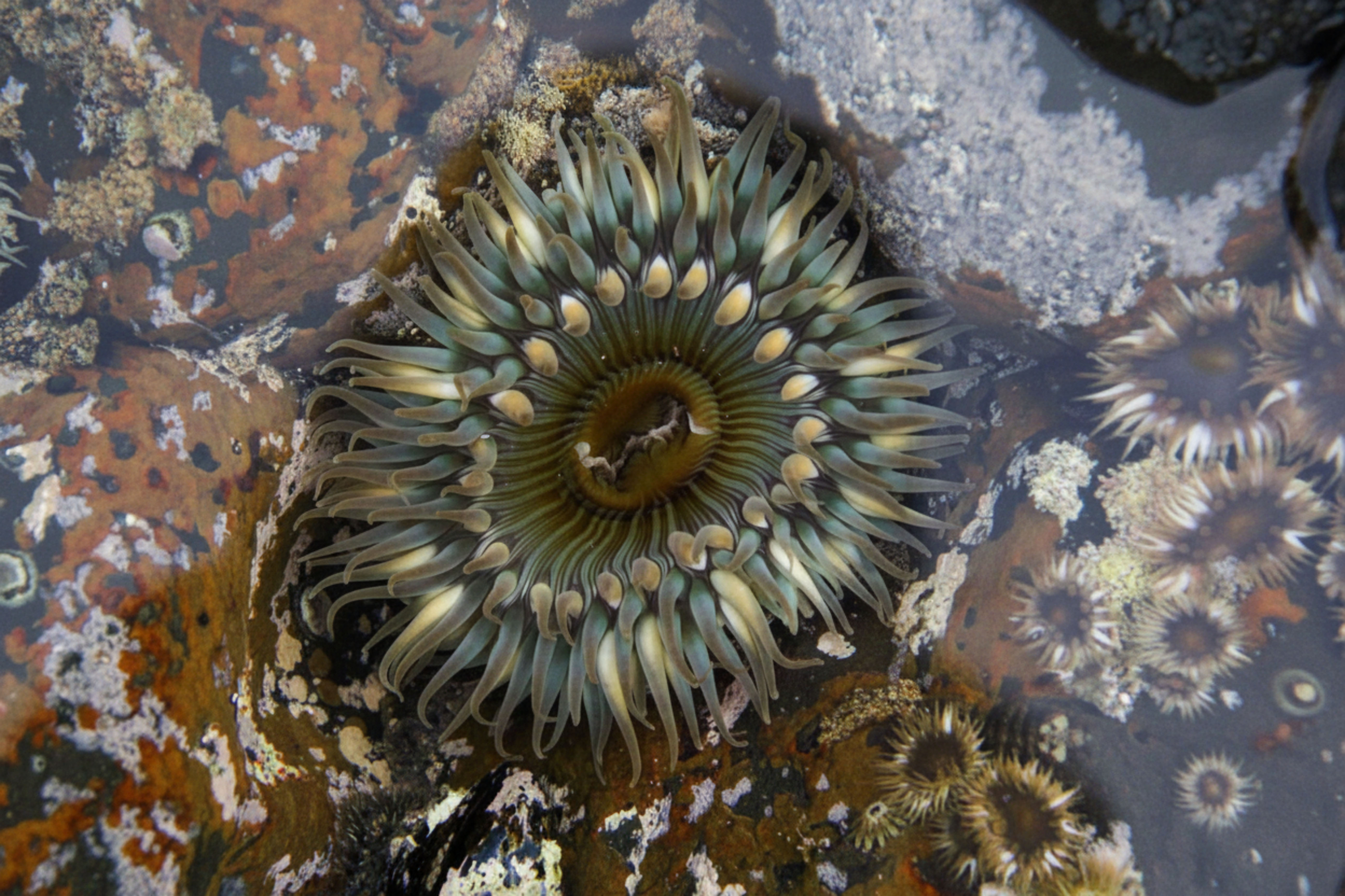 Low Tide Bloom