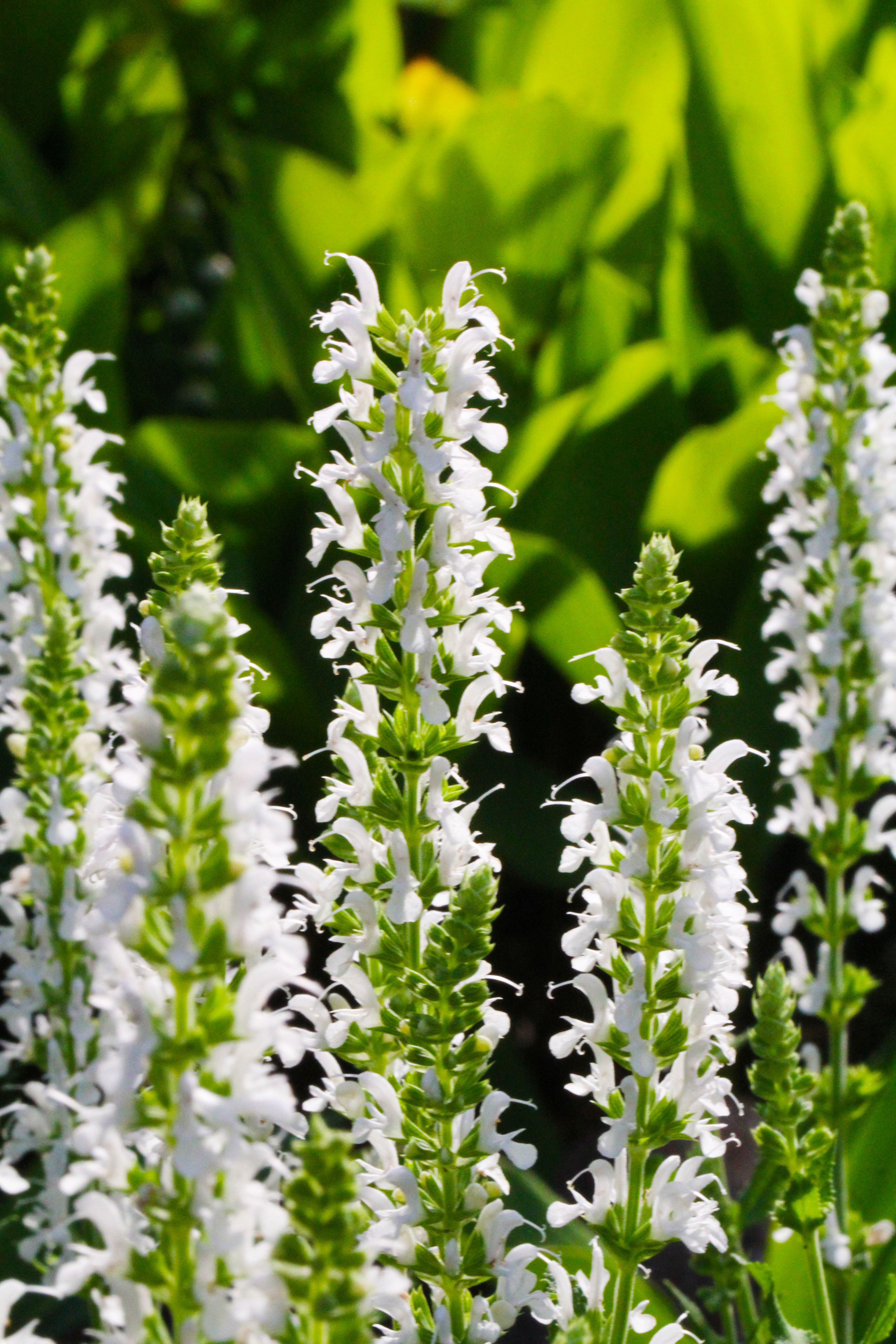 White Spires