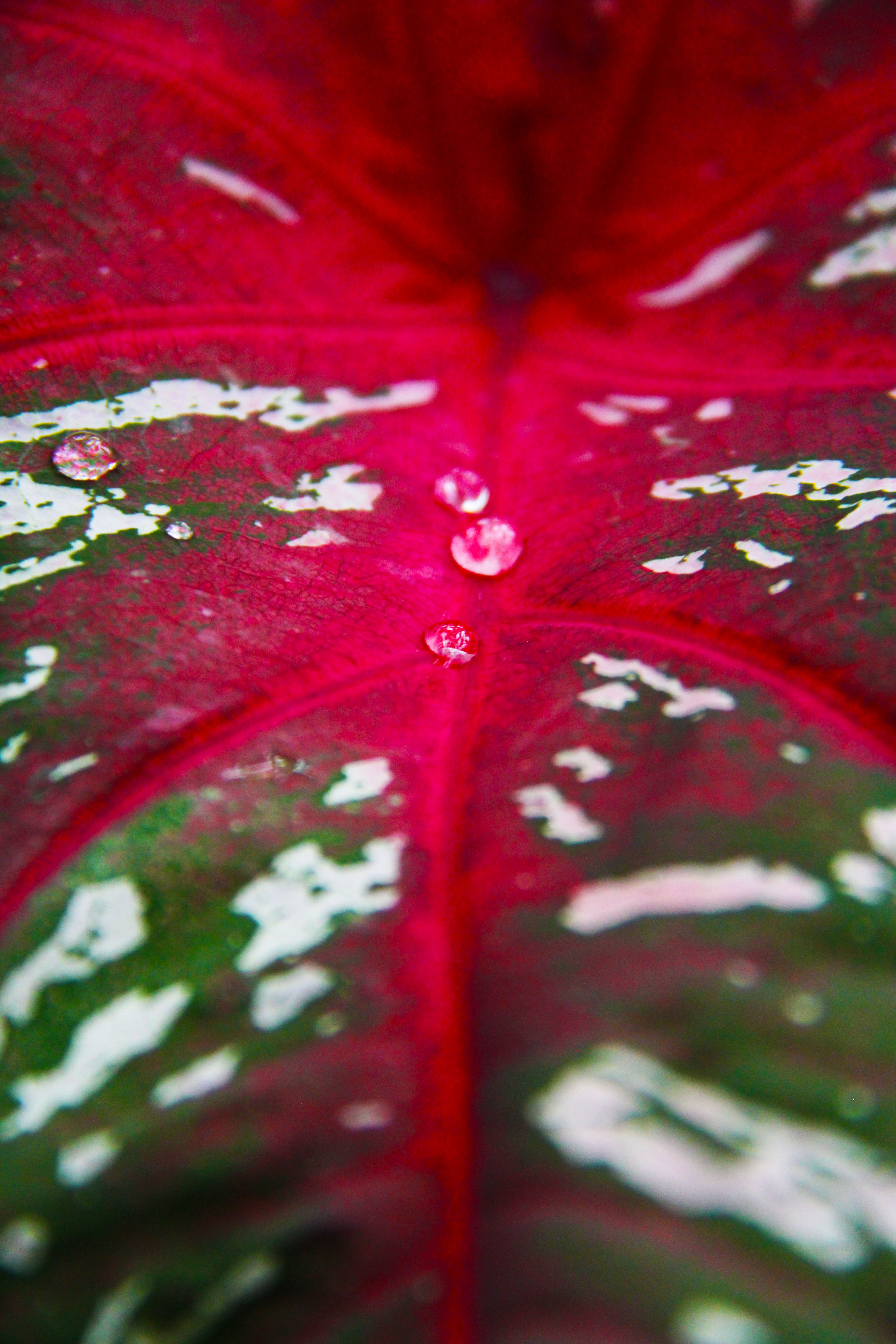 Red Runs Through It