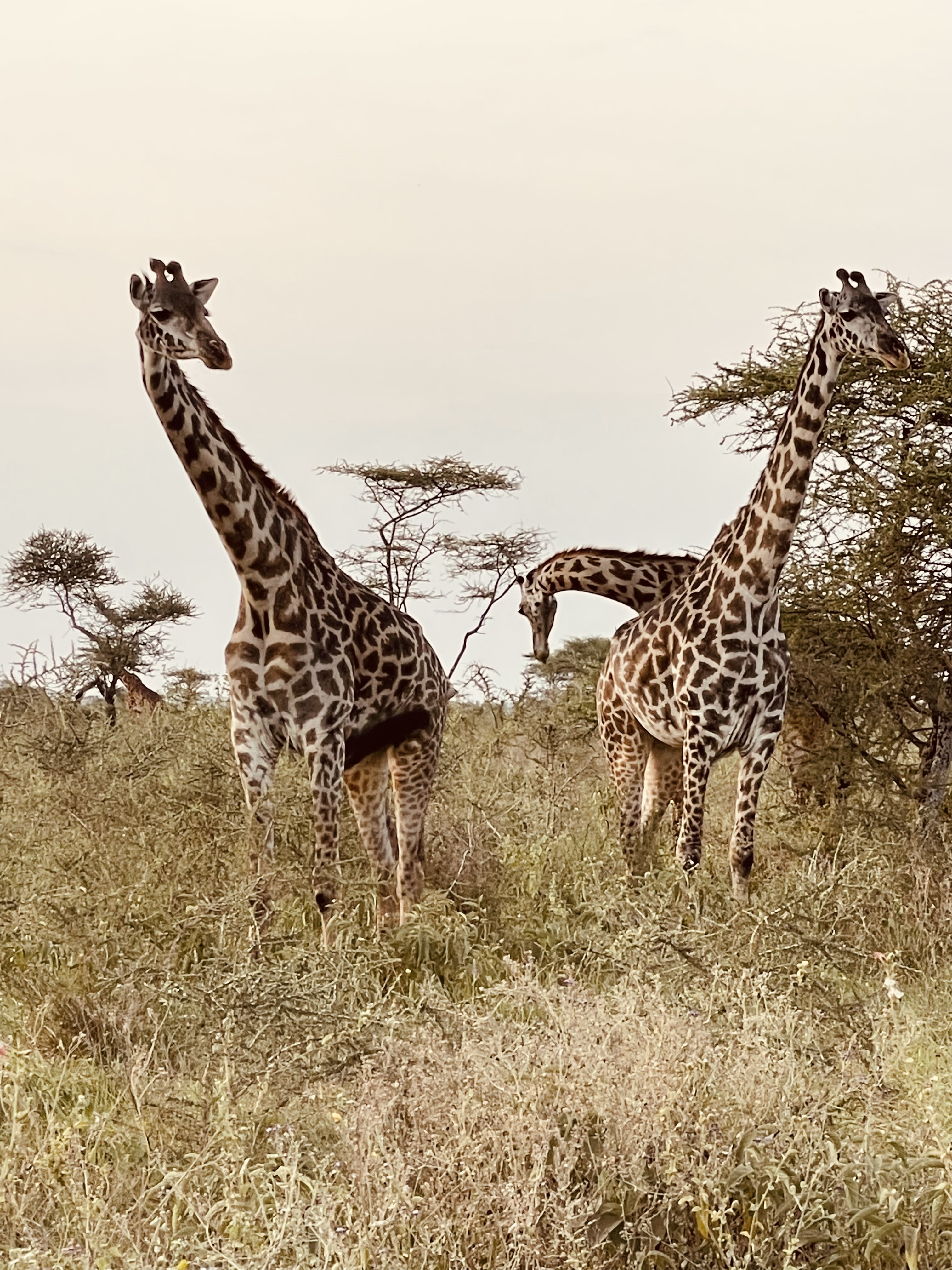 Three Necks, One Tree