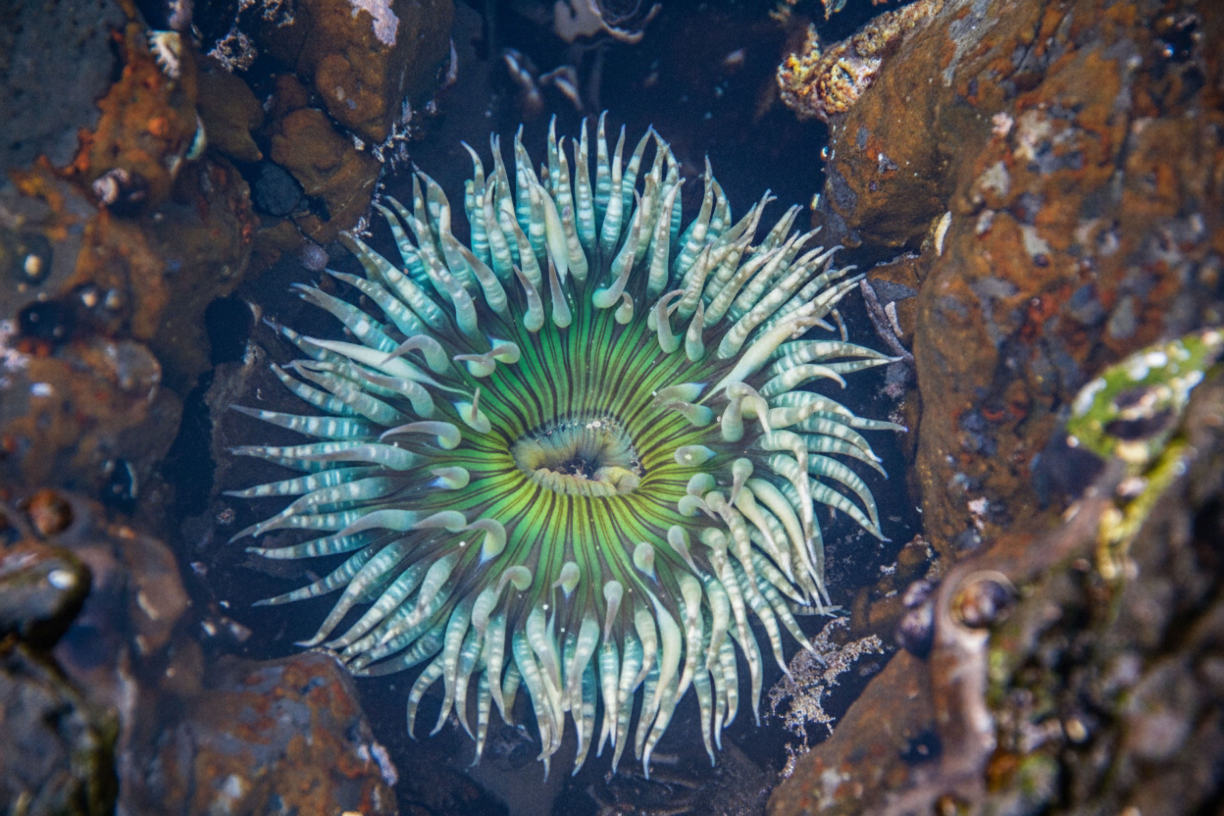 Green Anemone, Wedged In
