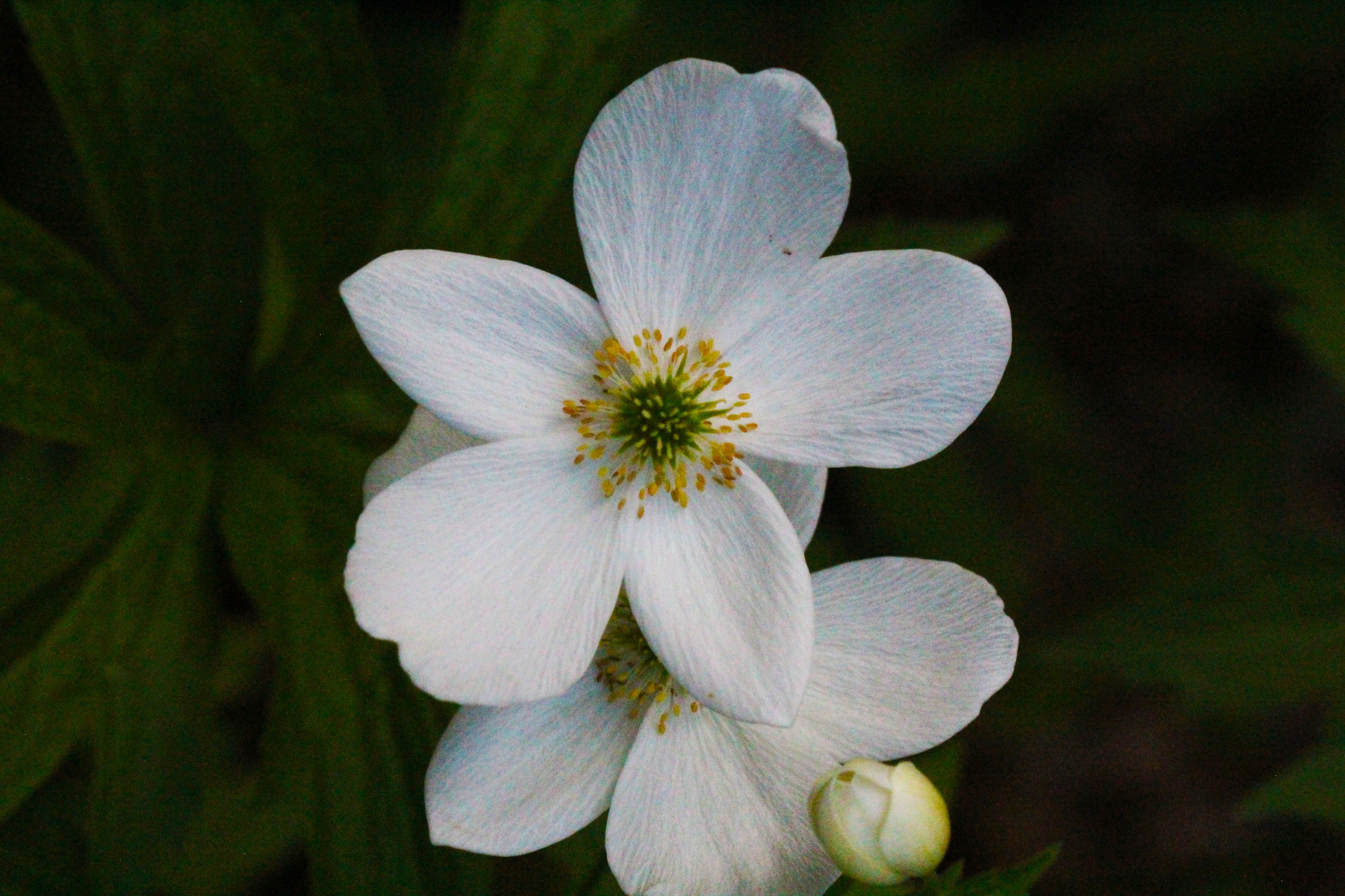 White Against Dark