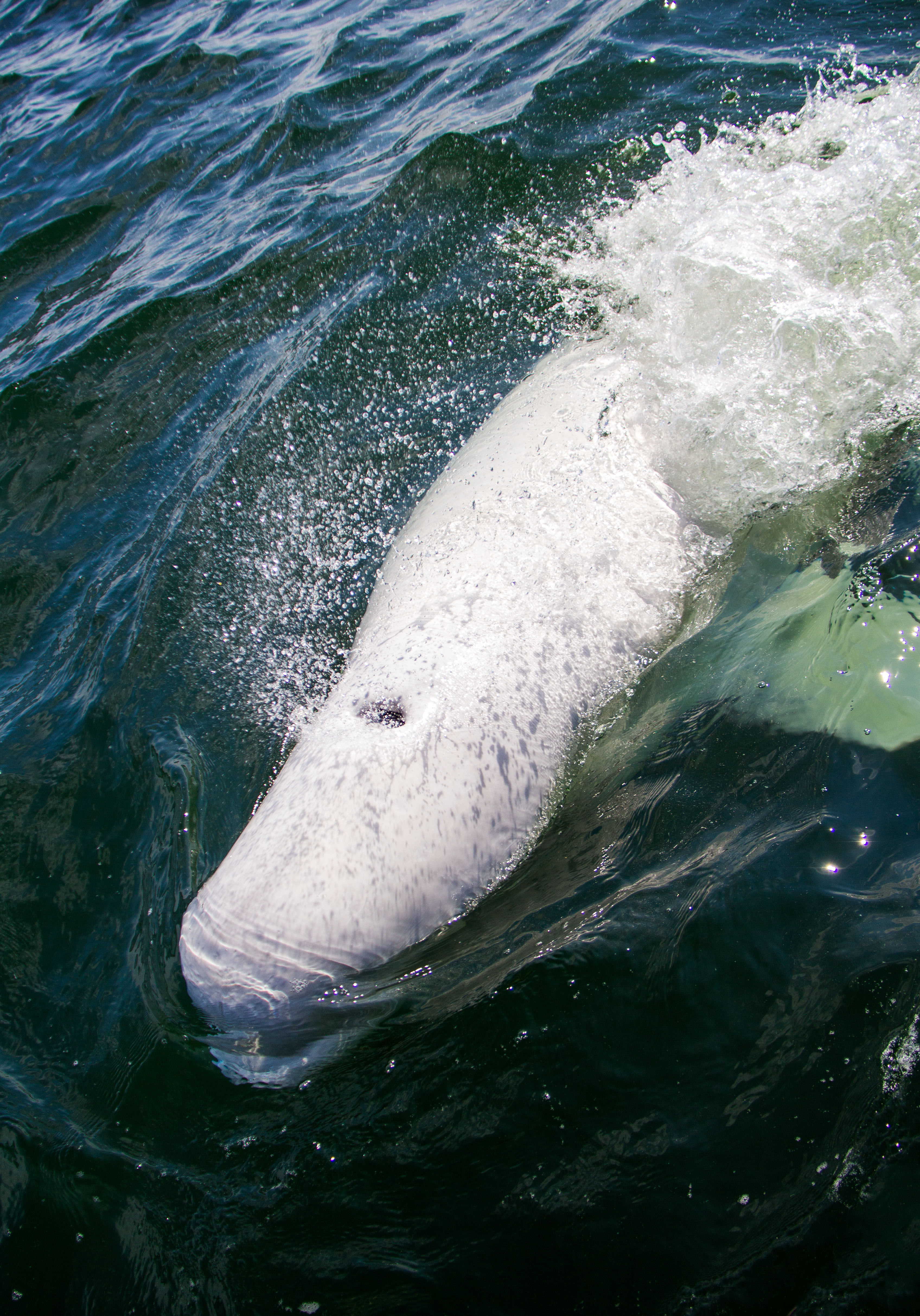 White Ghost, Green Water