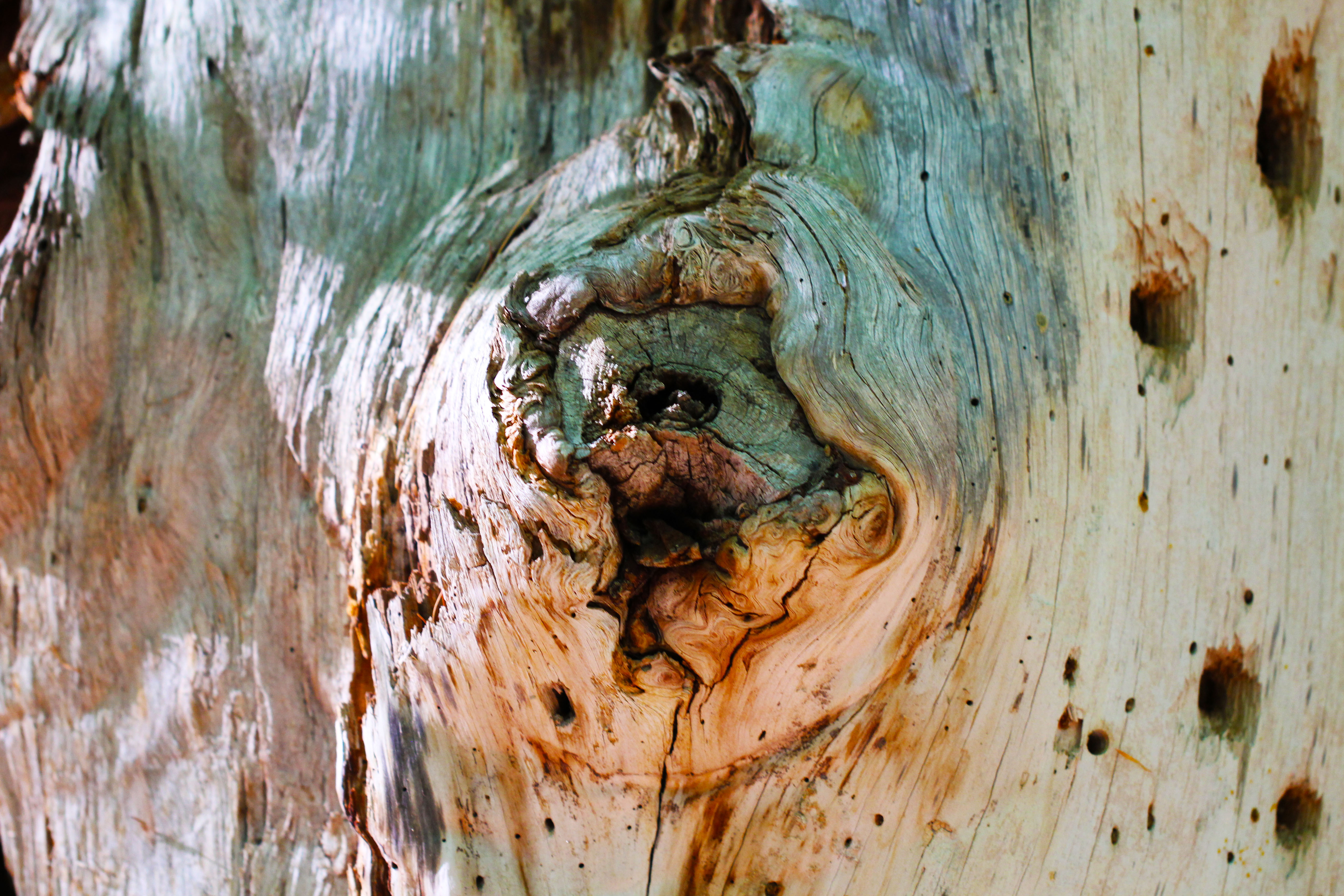 The Knot