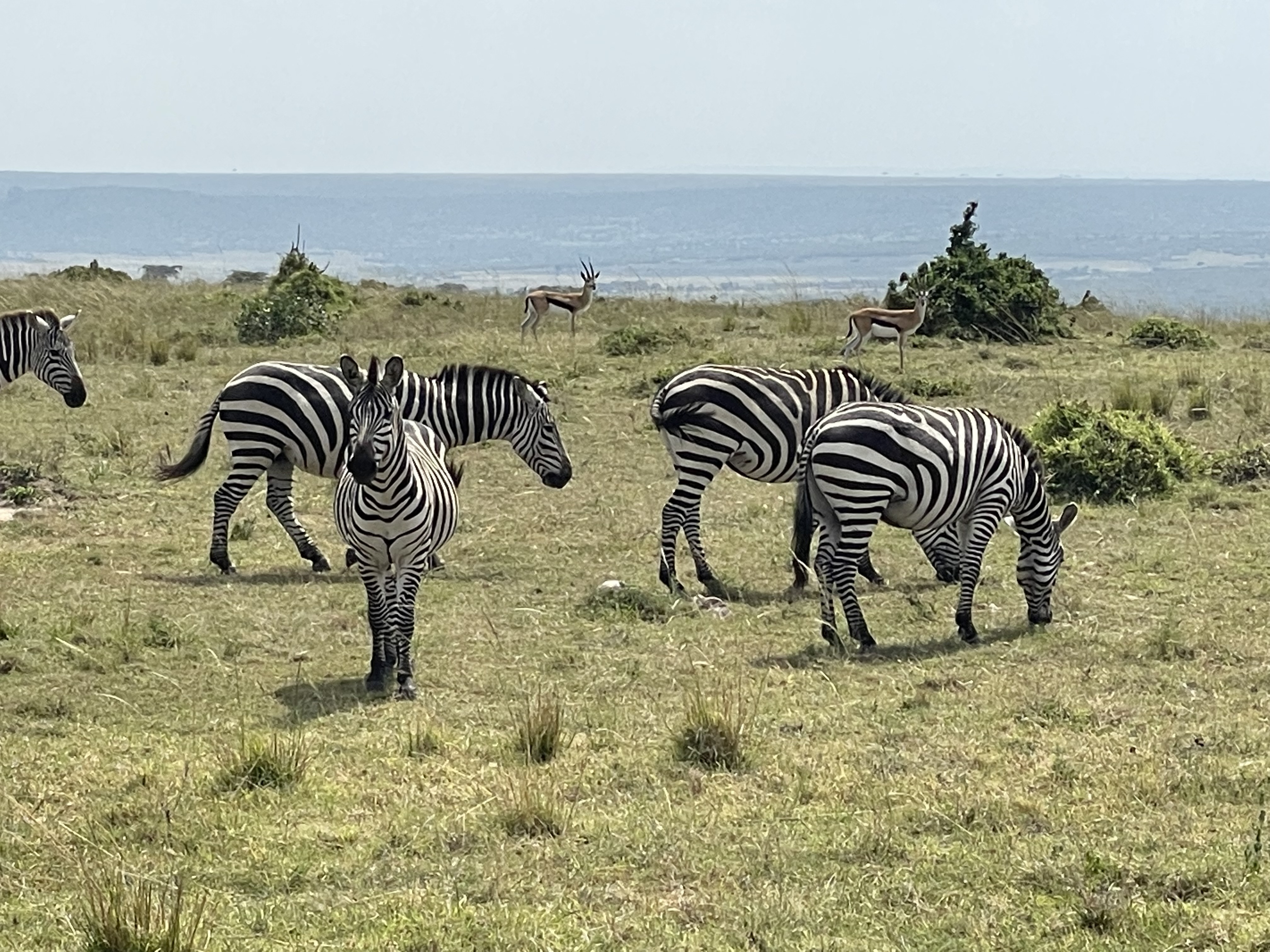 Stripes on the Hill