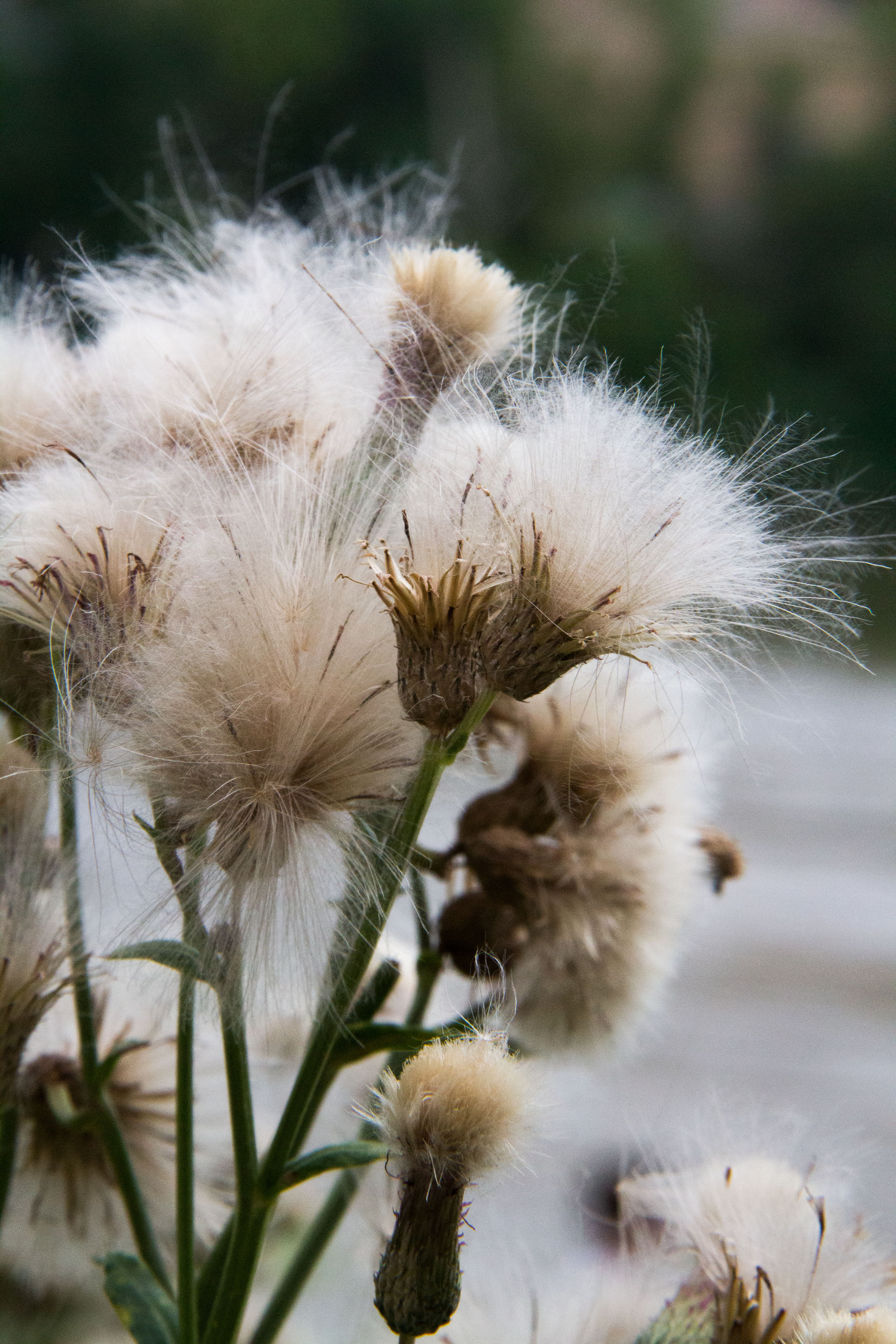 Arctic Flower