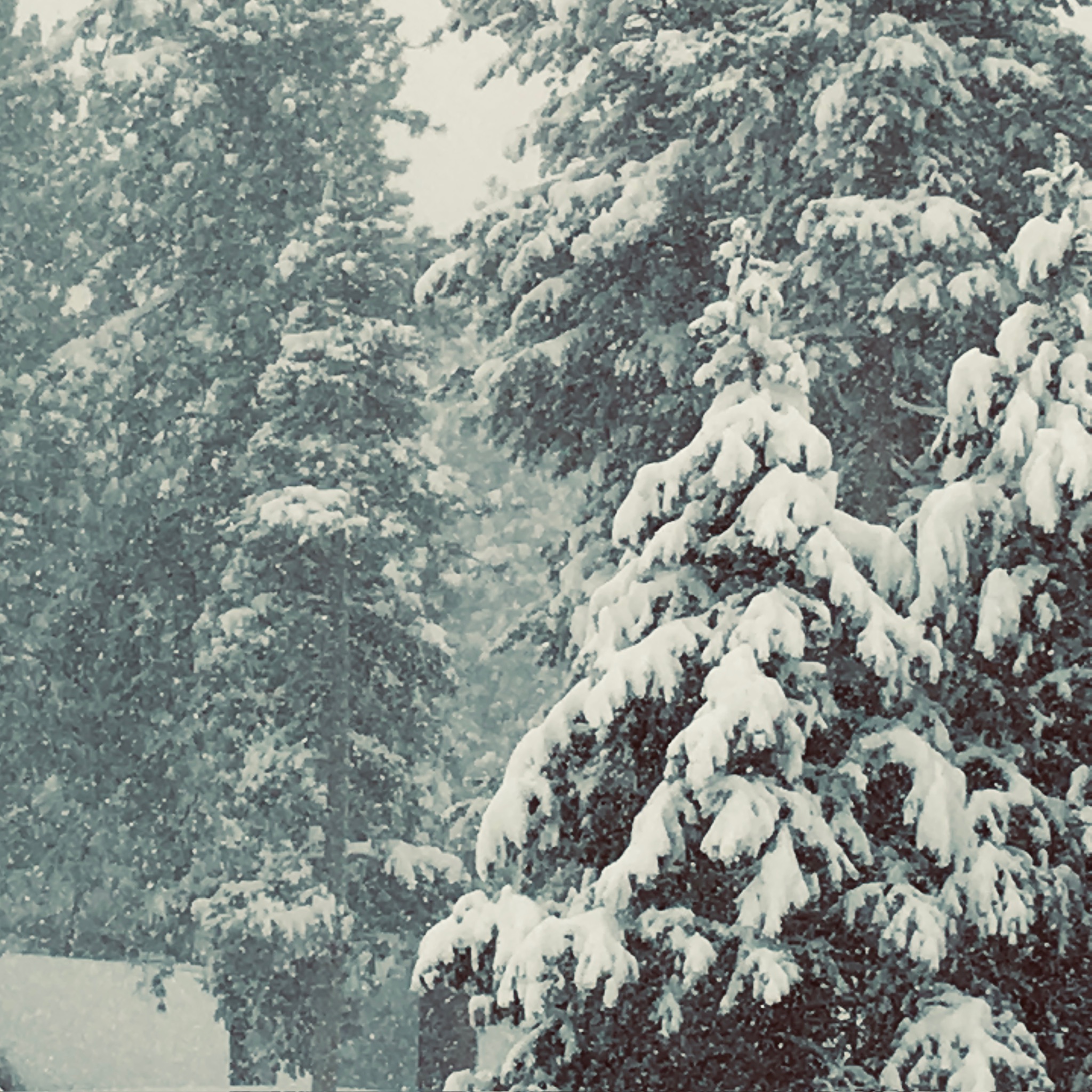 Snow Day