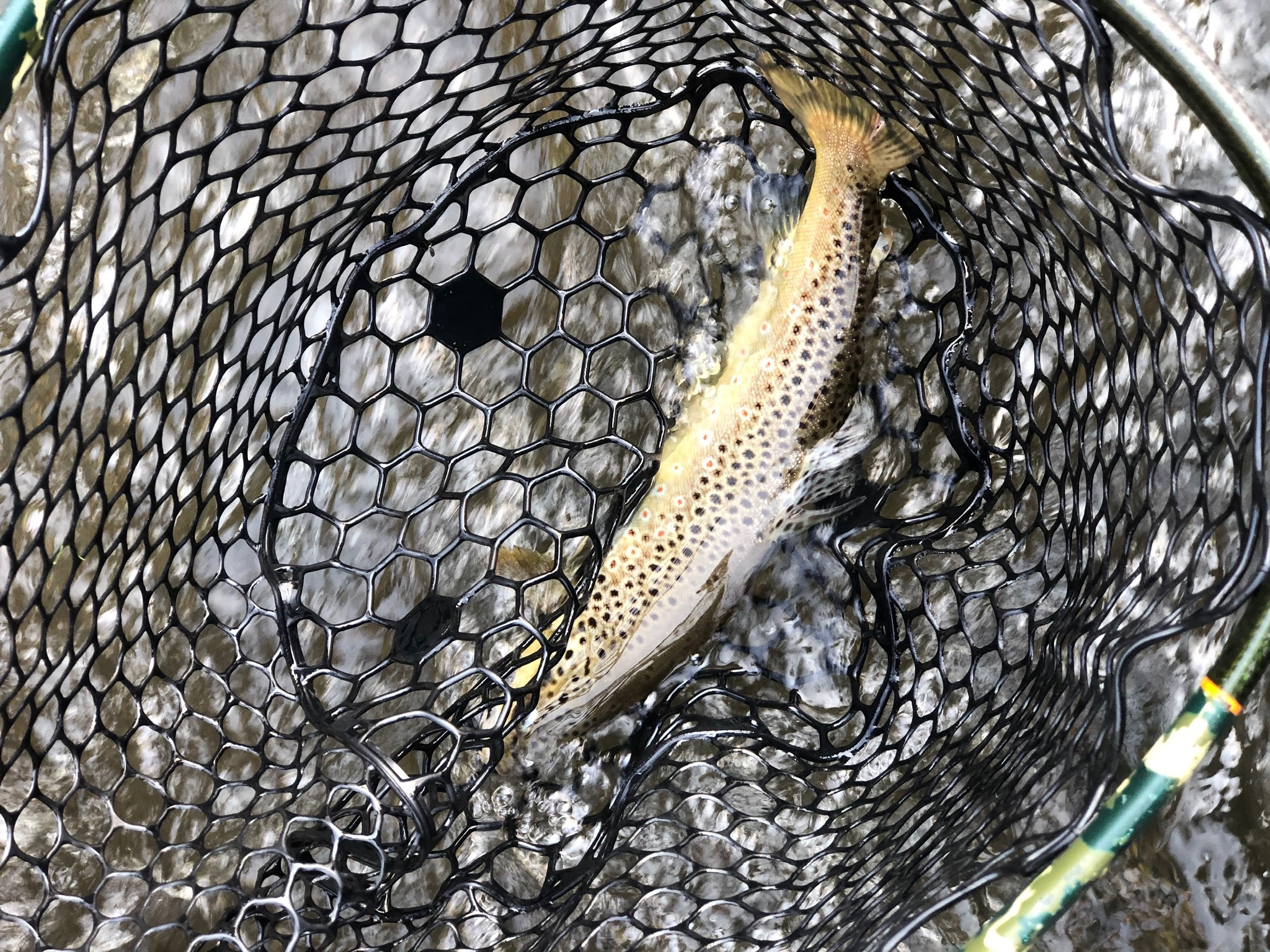 Fly fishing - first catch of the day