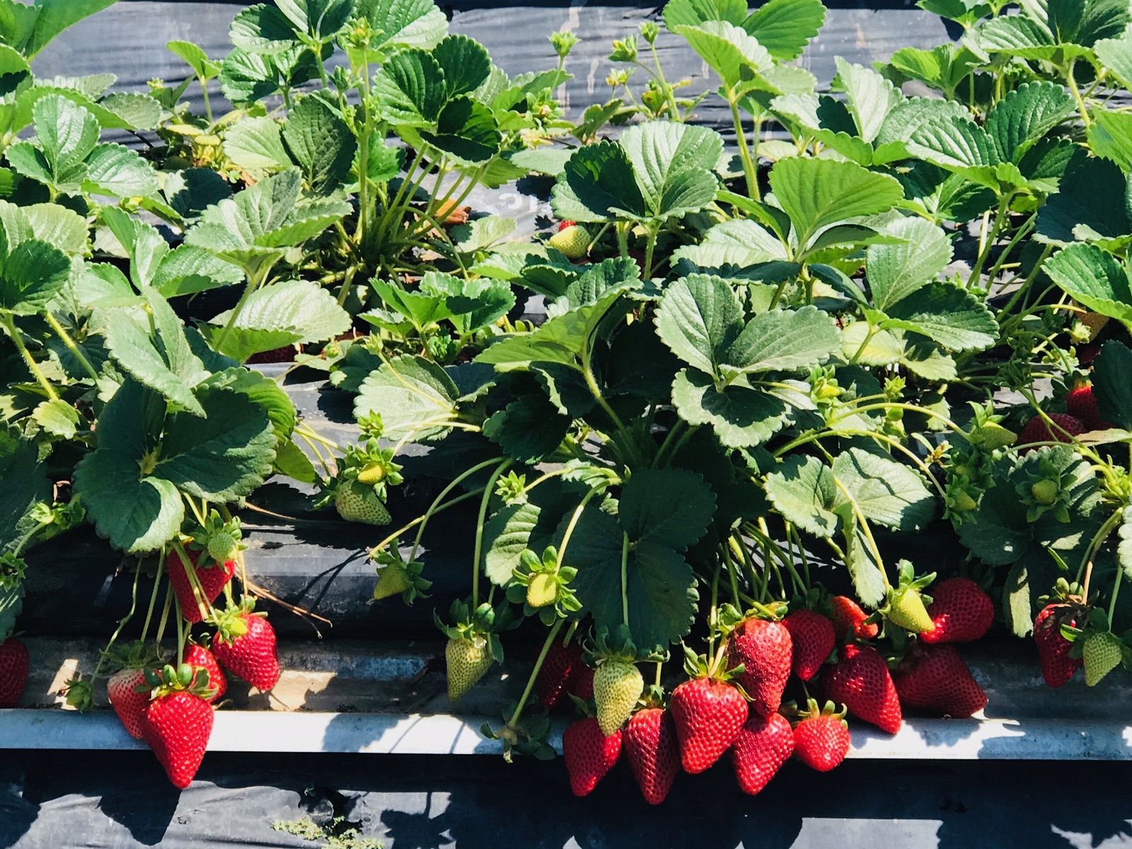 Signs of Summer