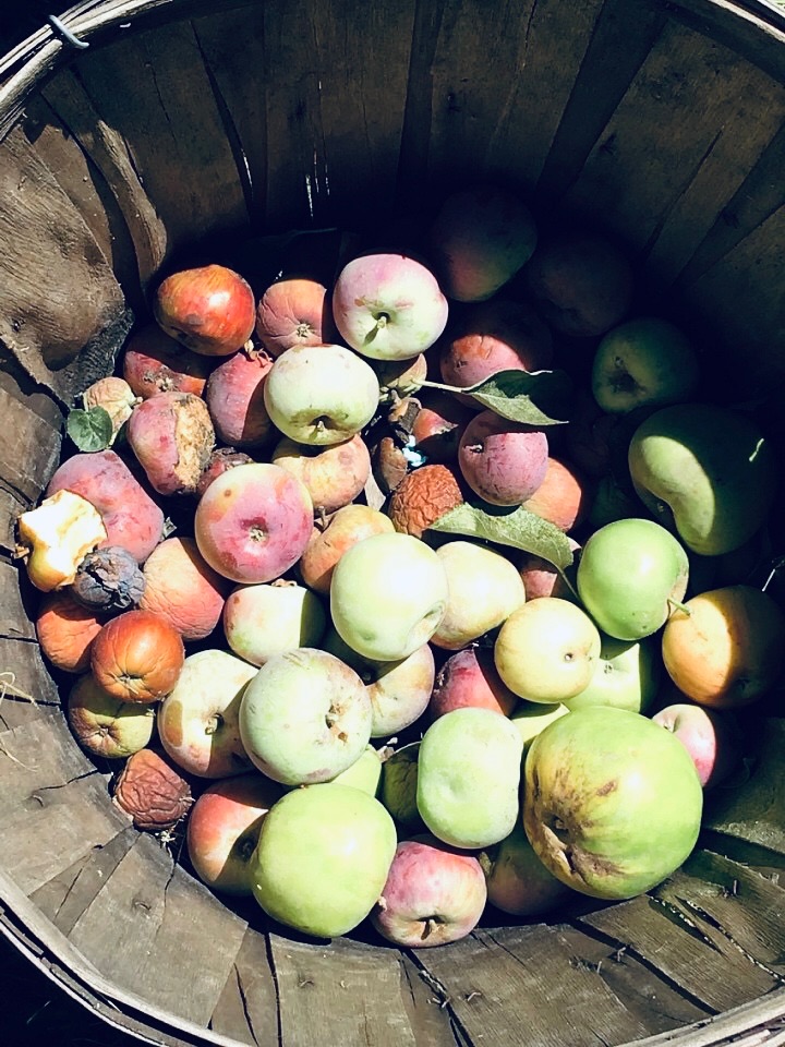 What real food looks like