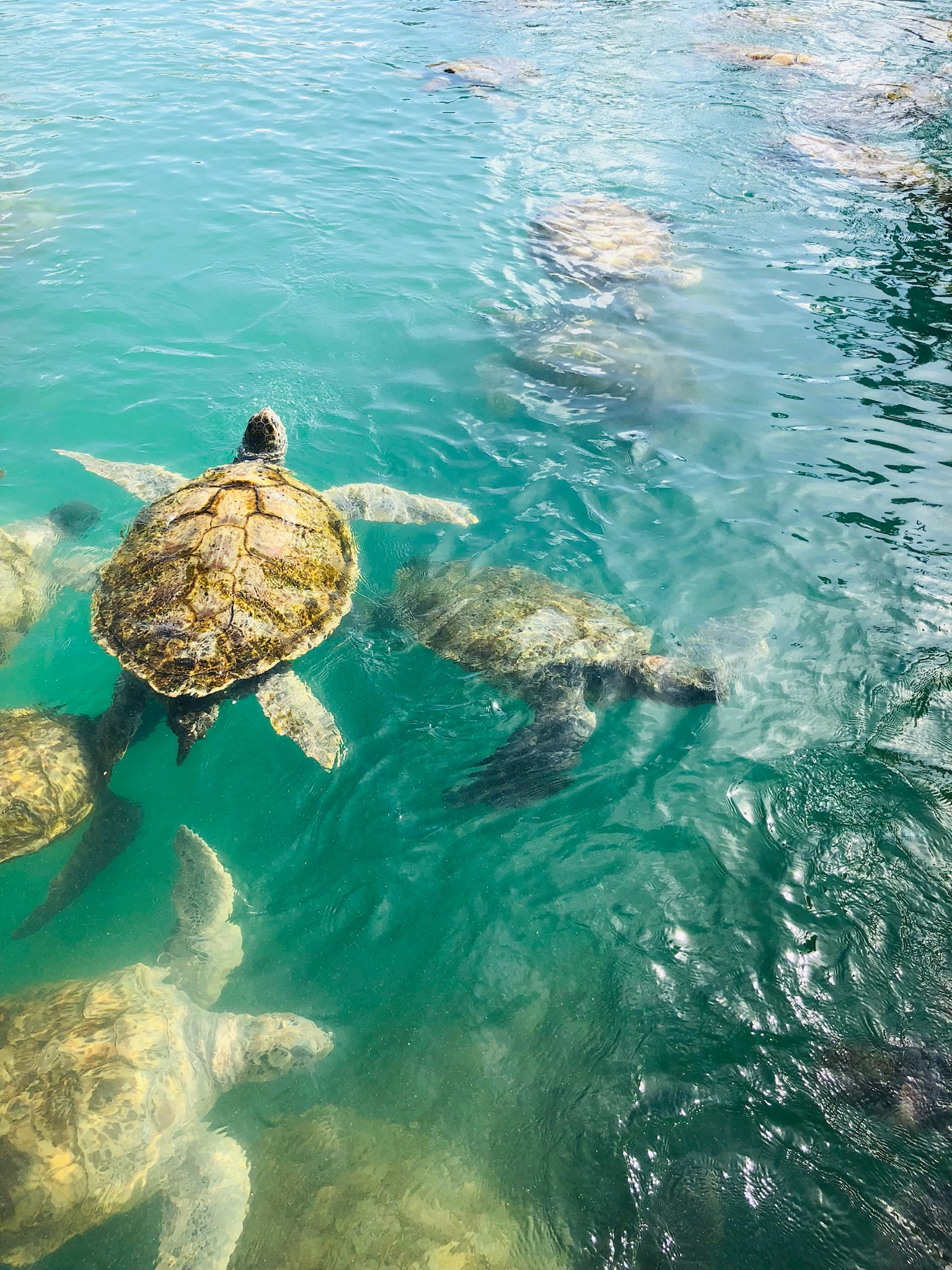Sea Turtles in the Cayman Islands