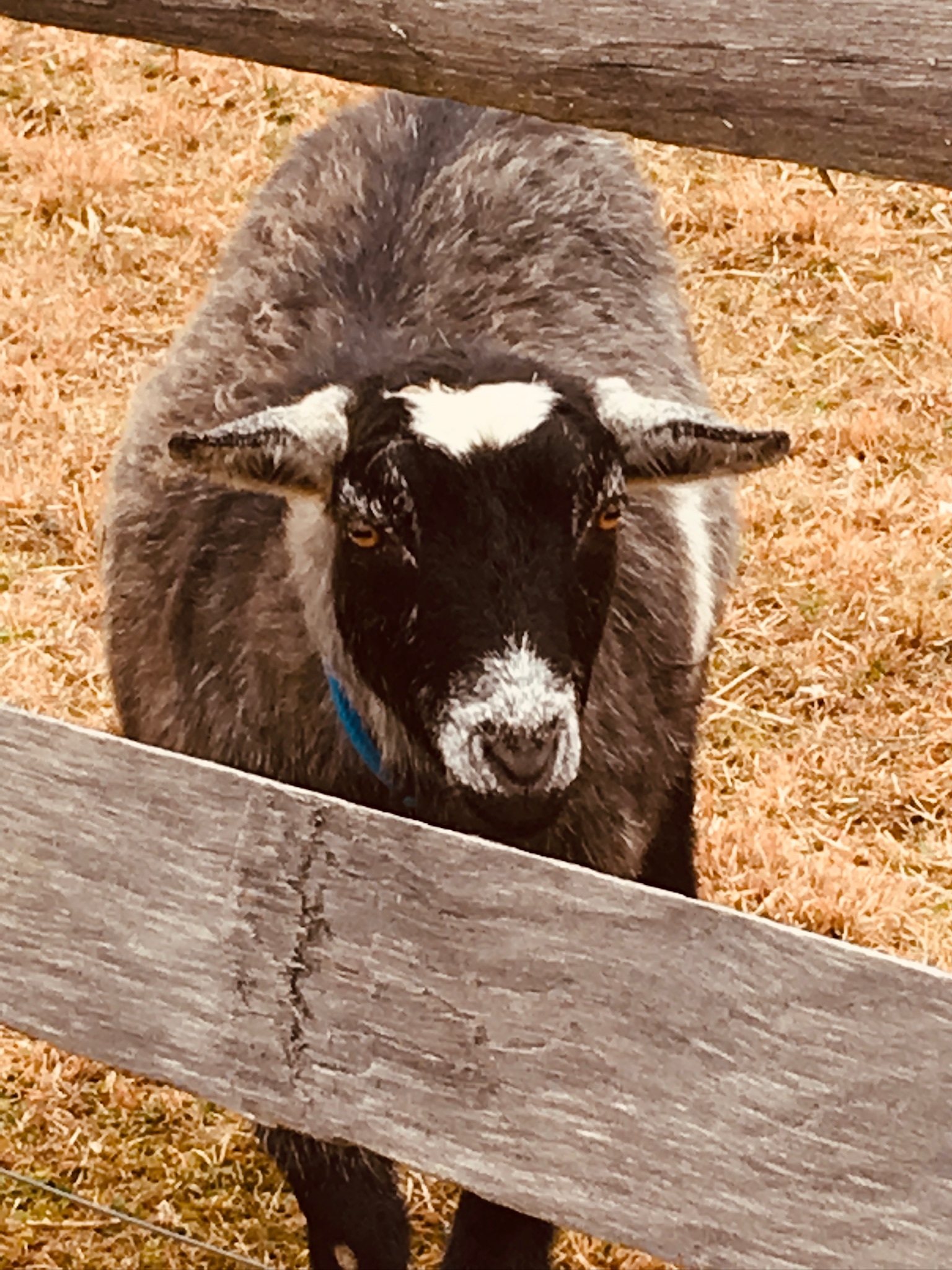 Farm-to-Table