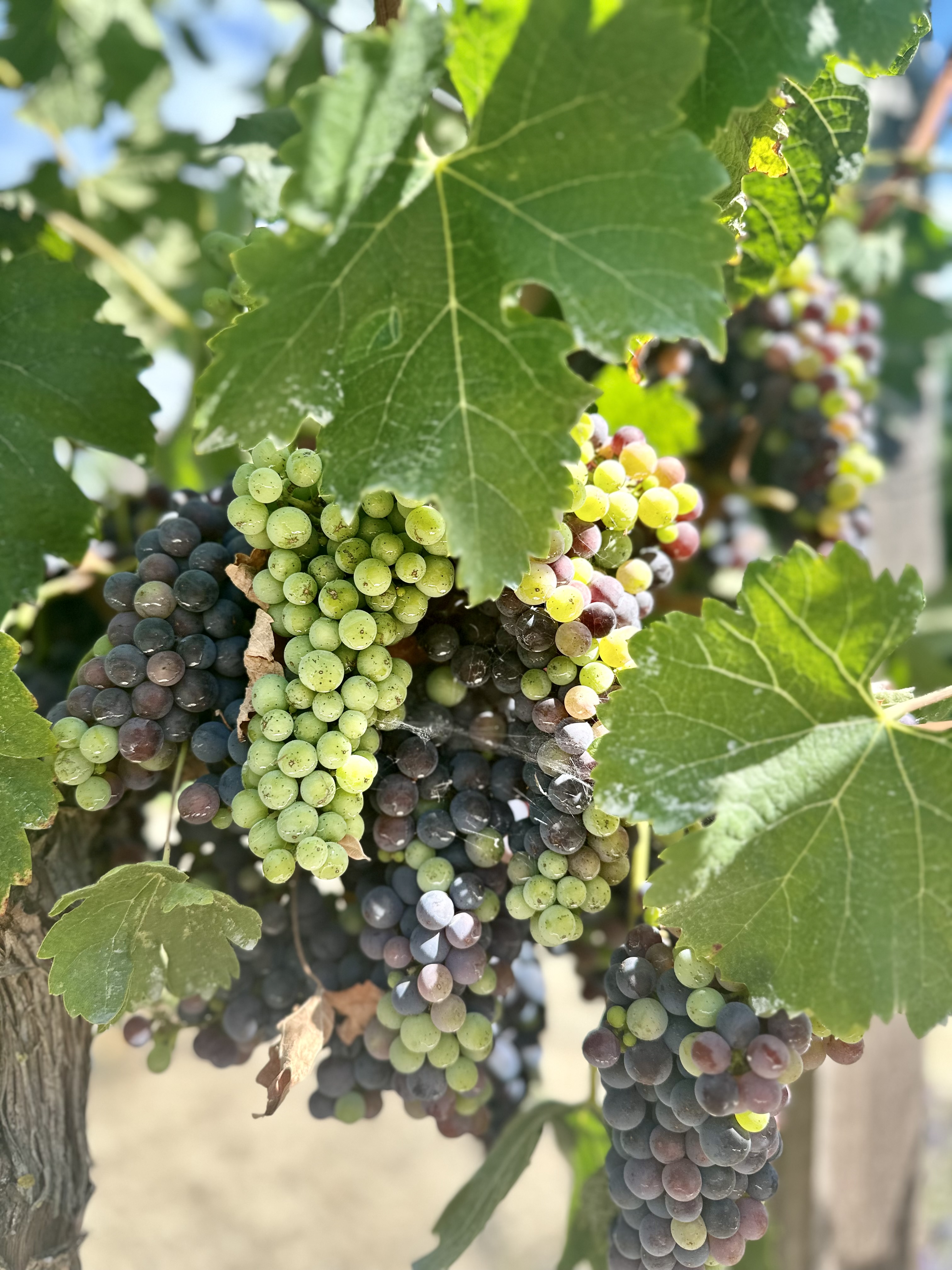 Straight off the vine and into my mouth